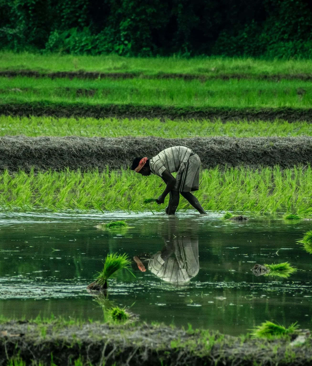 India’s Vision for Agricultural Transformation: A Promising Path to Prosperity