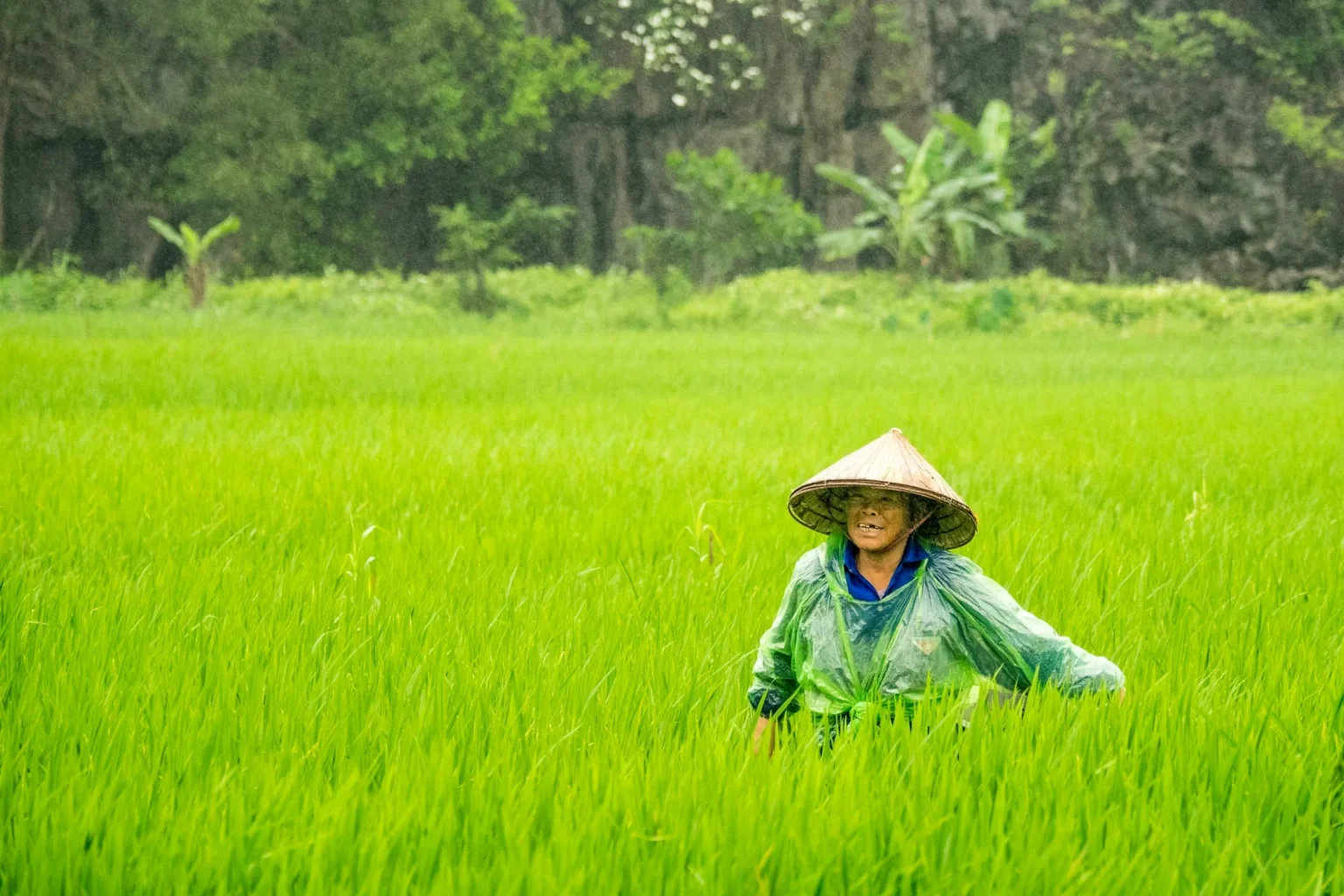 Bayer Vietnam and NAEC Launch Southeast Asia’s First ForwardFarm in Cần Thơ to Boost Sustainable Agriculture