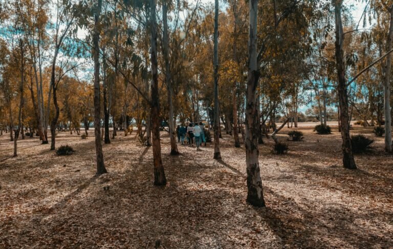 Sindh Issues Revised RFPs for Pakistan’s First PPP-Based Carbon Removal Project